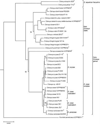 Insight into biodiversity of the recently rearranged genus Dickeya